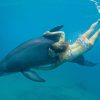 Rencontre avec les dauphins