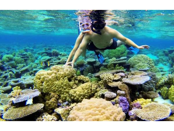 Ecotour pure snorkeling dans le lagon de Bora Bora