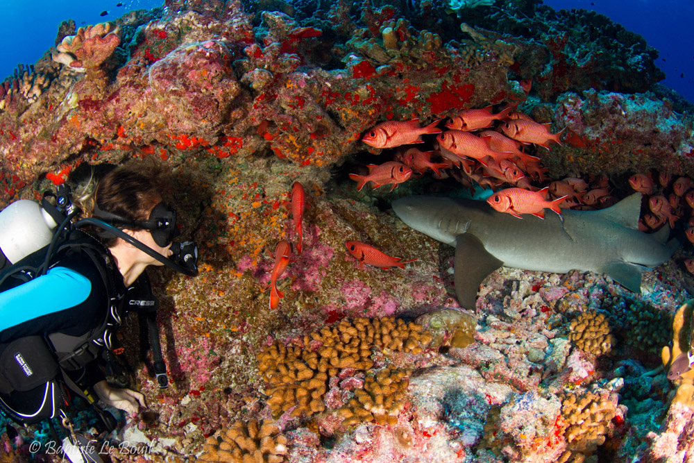 Plongée sous-marine à Fakarava