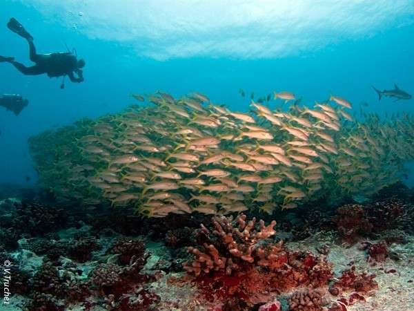 Plongée sous-marine à Bora Bora