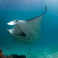 SCUBA DIVING IN BORA BORA