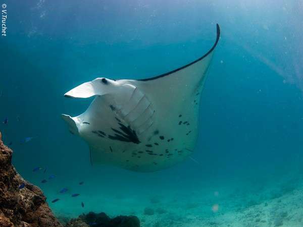 SCUBA DIVING IN BORA BORA