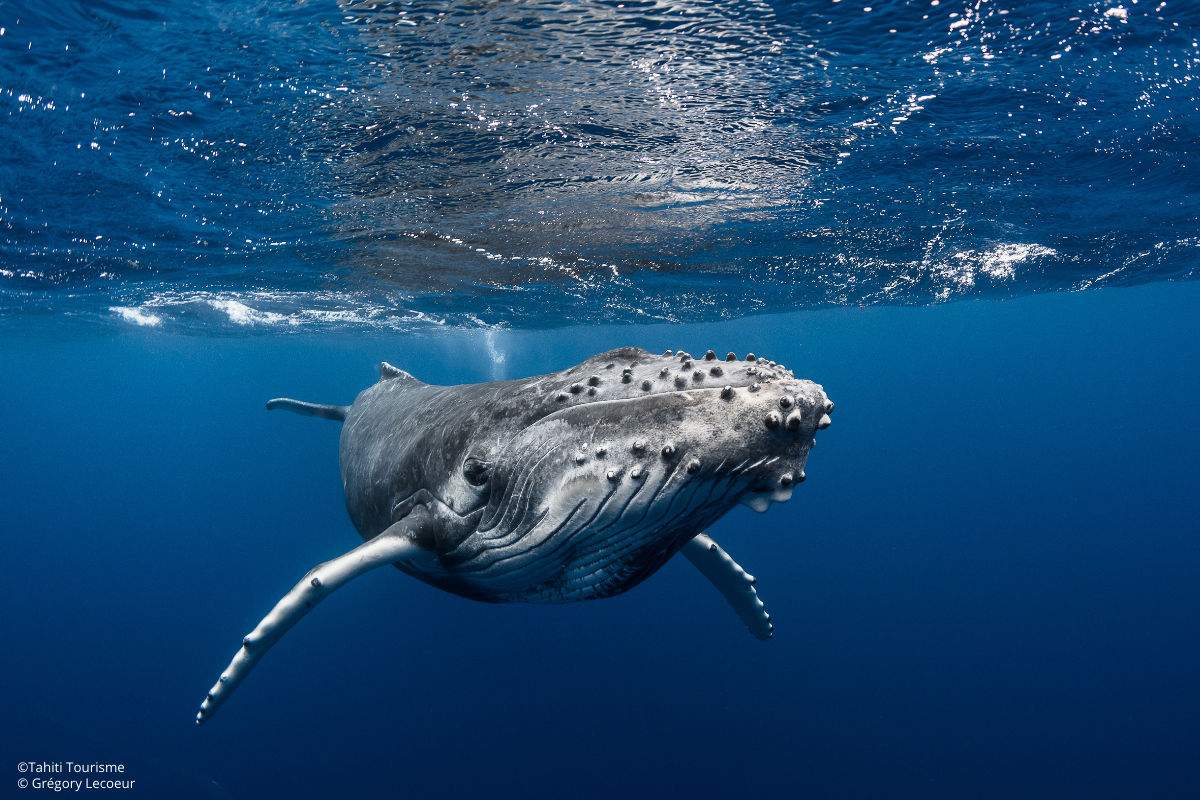 Observation des baleines à Tahiti