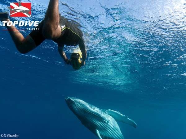 Sotie baleine à Tahiti