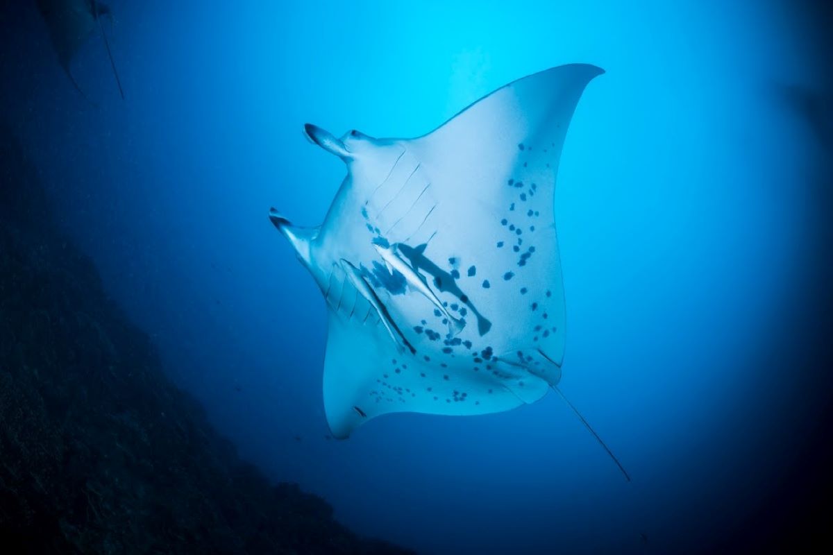 Plongée sous-marine à Bora Bora