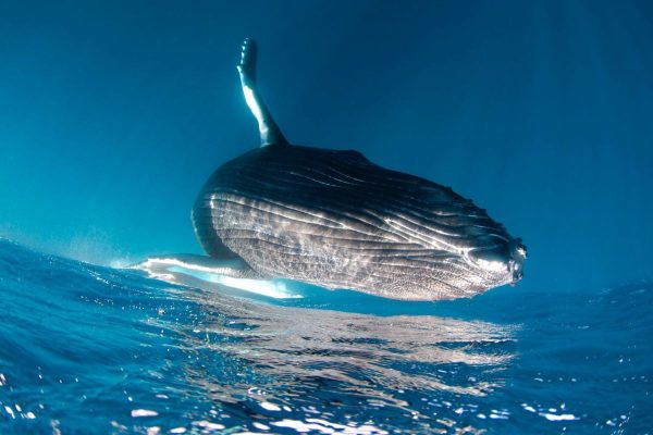 Sortie Baleine à Tahiti - Tahiti Excursions