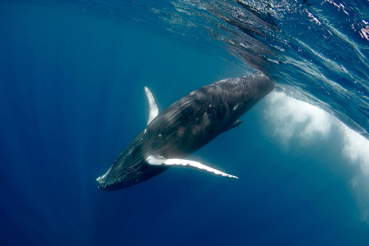 Tahiti whales watching - Tahiti Excursions