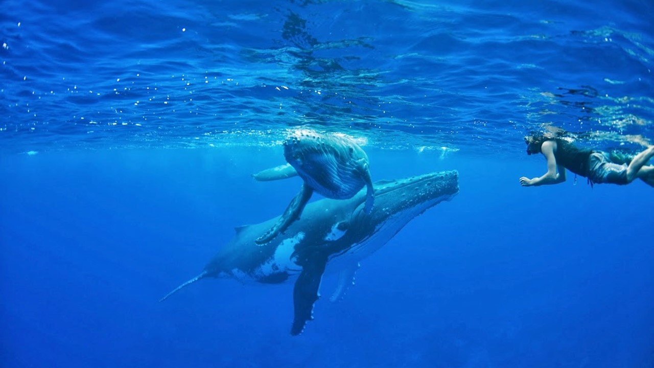 Tahiti whales watching