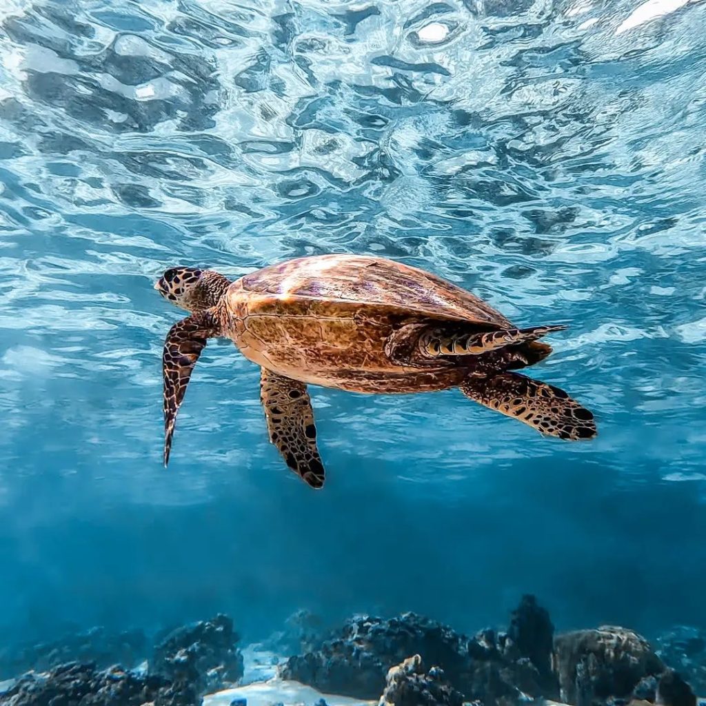 Glass bottom boat in Moorea - Tahiti Excursions