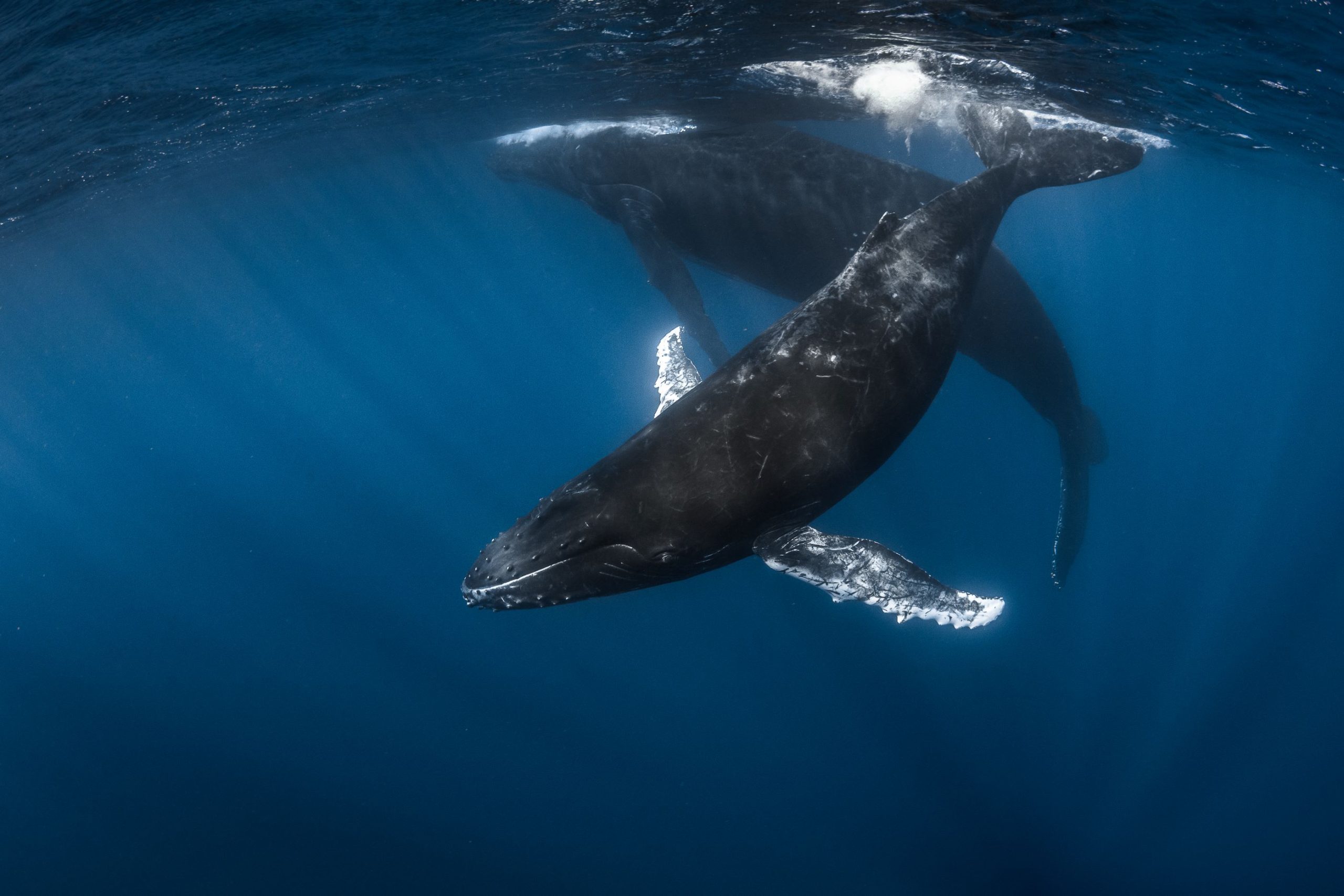 Observation des baleines & snorkeling à Bora Bora