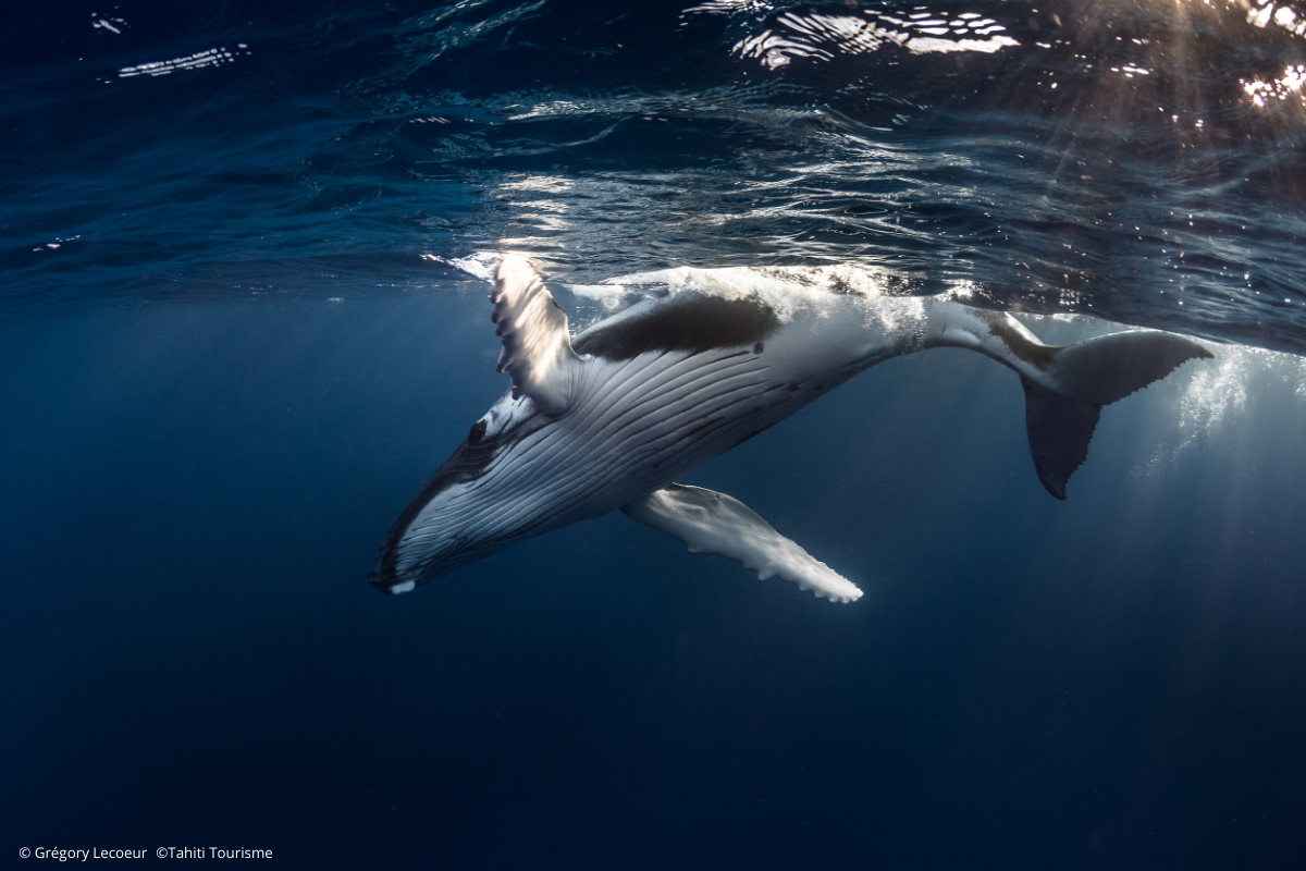 Observation des baleines à Moorea