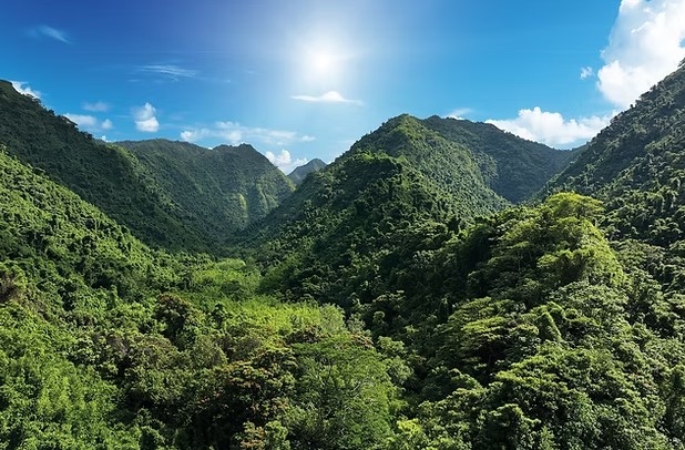 AOA Polynesian Forest experience