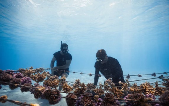 Coral Gardeners Moorea